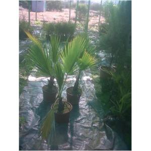 Palmera Washigtonia filifera
